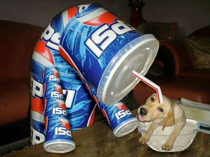 Sippydog